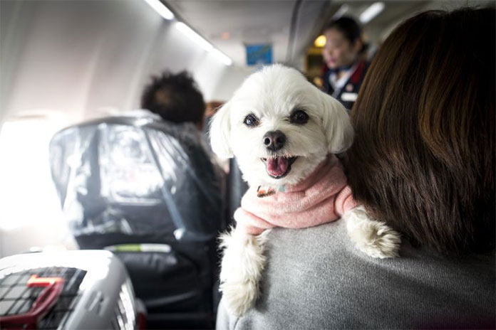 حیوانات خانگی - بار مجاز هواپیما 