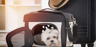 حمل حیوان خانگی در هواپیما