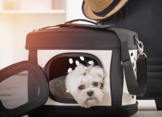 حمل حیوان خانگی در هواپیما