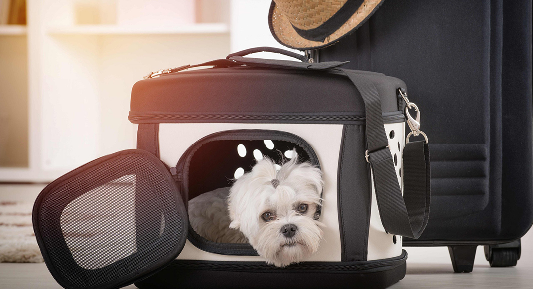 airline pet policies3