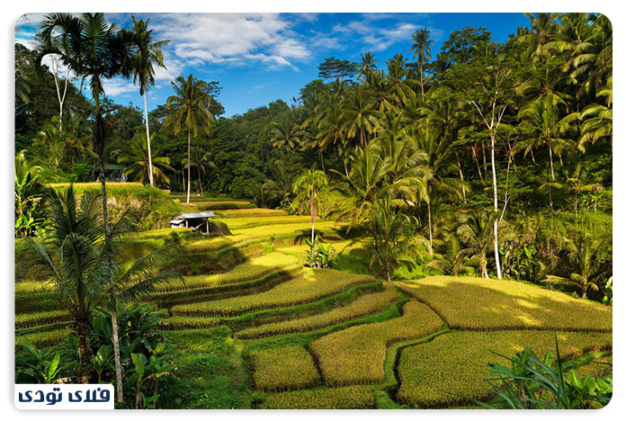 تراس های برنج تگالالانگ (Tegallalang Rice Terraces)