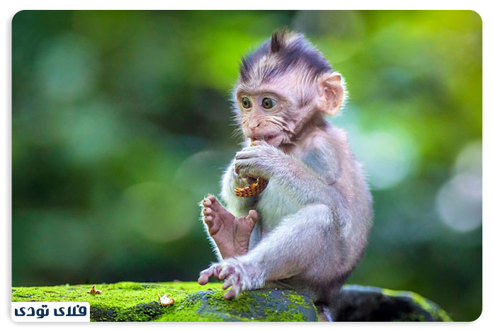 جنگل میمون های یوبود (Ubud Monkey Forest)