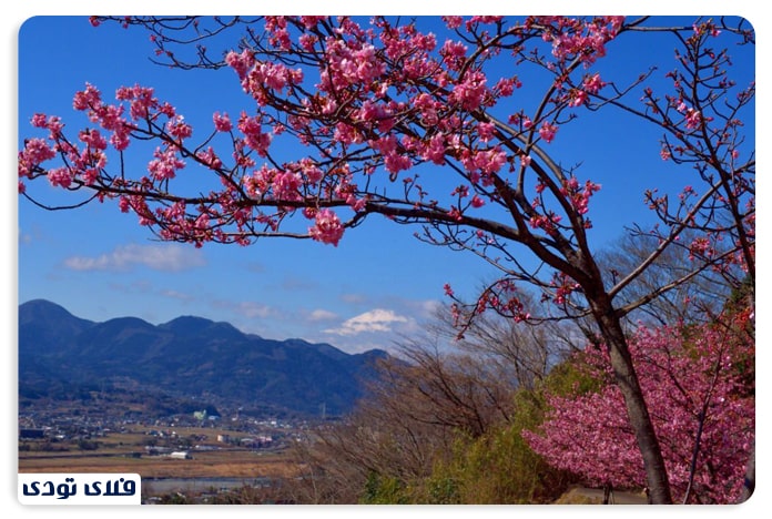 جشنواره شکوفه های گیلاس در ژاپن