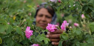 مراسم گلابگیری کاشان