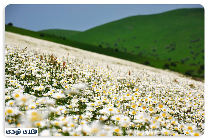 جنگل فندقلو گل‌های بابونه اردبیل