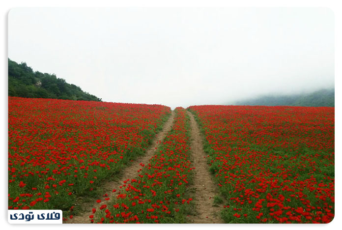 دشت شقایق از جاهای دیدنی استان گلستان