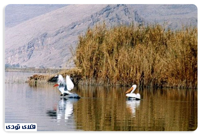 دریاچه قوپی باباعلی مامن امن پرندگان مهاجر