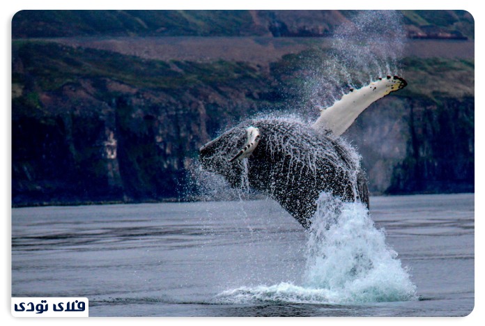 بهترین زمان تماشای نهنپ و حیات وحش ایسلند