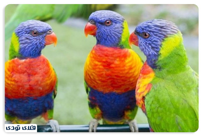 آبشار نیاگارا و جاذبه های اطراف آن