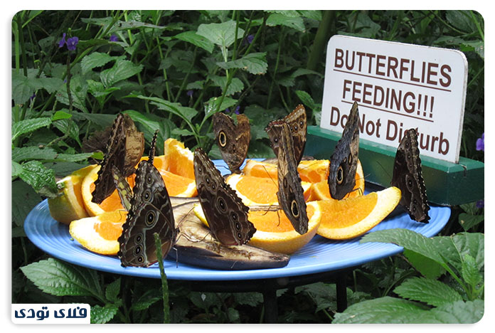 آبشار نیاگارا و جاذبه های اطراف آن