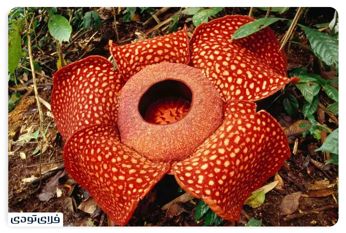 بزرگترین گل جهان، با نام علمی رافلزیا آرنولدی