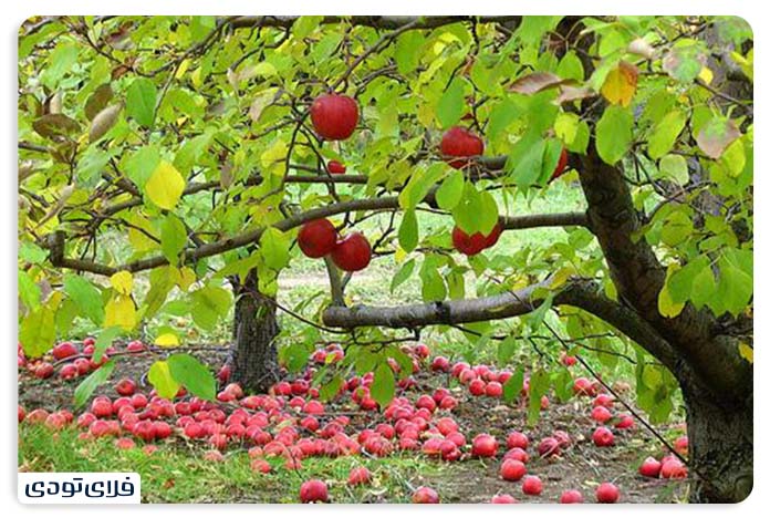 سوغاتی های خوراکی تهران