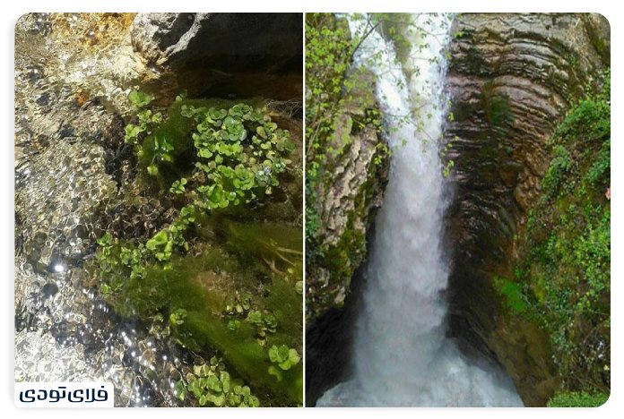 جاهای دیدنی نور آبشار سیسنگان نور