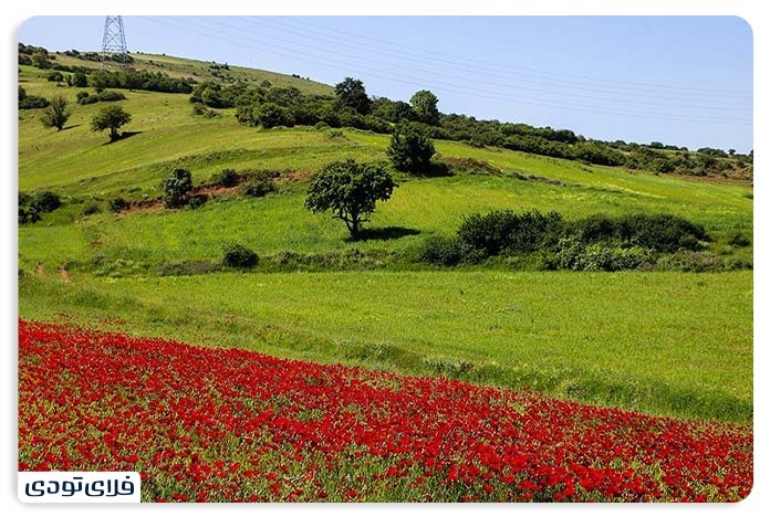 جاهای دیدنی دیلمان دشت شقایق دیلمان