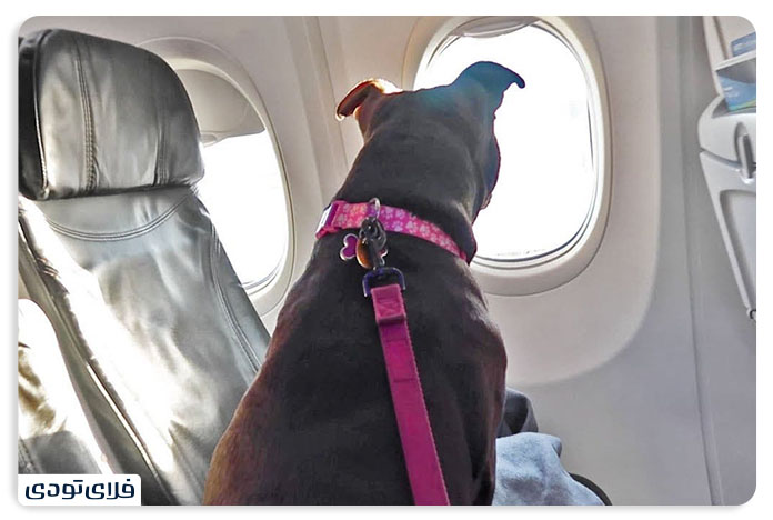 pet in plane policy 5