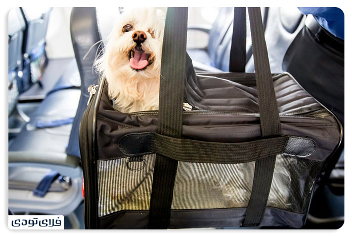 pet in plane policy 6