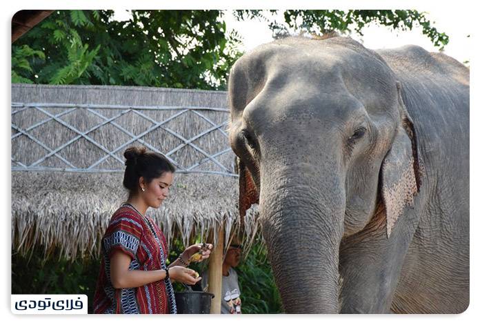دهکده فیل ها پاتایا تایلند