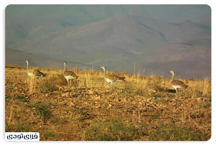 سرسبزترین جاهای دیدنی بوکان