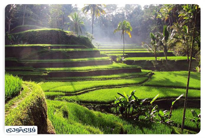 مزارع پلکانی برنج در بالی