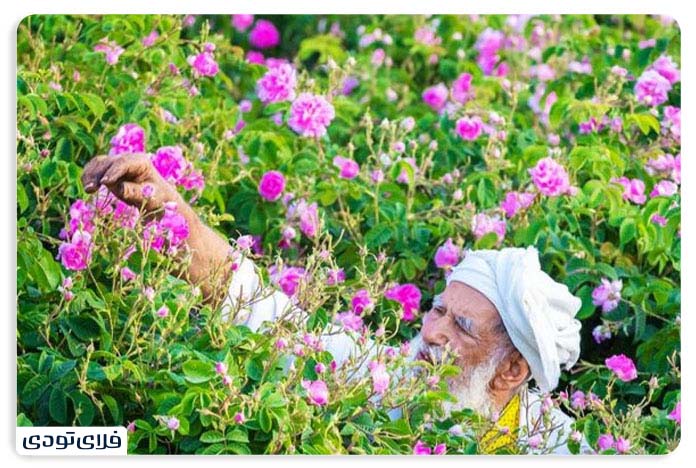 تاریخچه مراسم گلاب گیری در کاشان