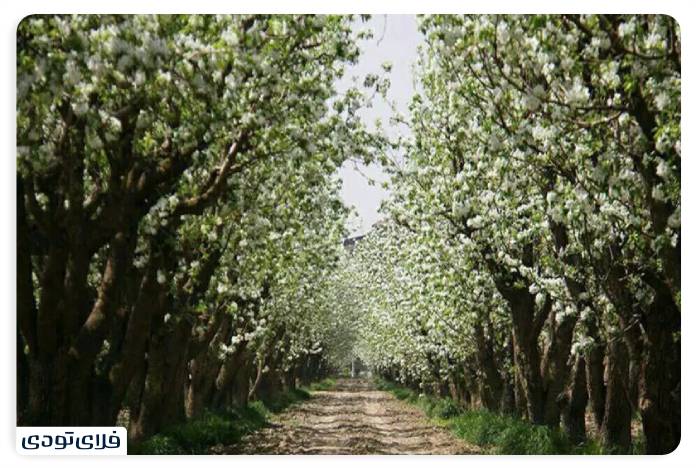 جاهای دیدنی البرز | استانی با جاذبه های تاریخی و طبیعی