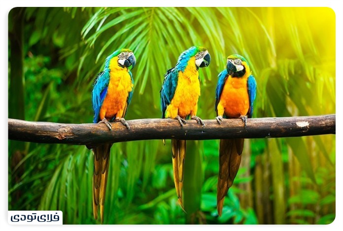 باغ عفیف آباد بهترین جاهای دیدنی کیش | از تاریخی تا تفریح!