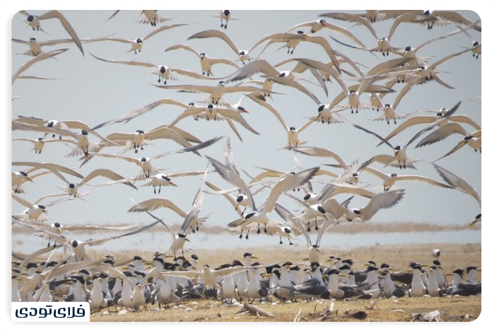 تالاب دیر – نخیلو