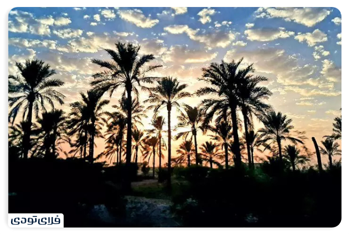 پوشش گیاهی بندر دیلم