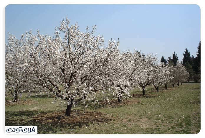 باغ گیاه شناسی تهران بخش باغ میوه ایرانی