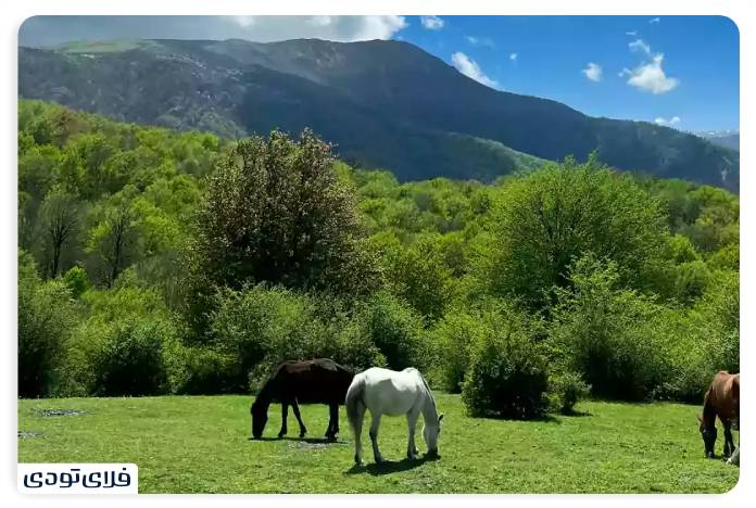 جنگل الیمستان جنگل الیمستان