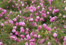 جاهای دیدنی قمصر