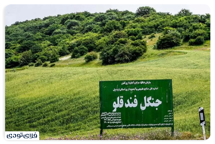 جنگل فندقلو