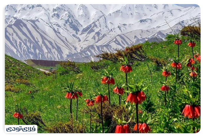 دشت لاله_های واژگون