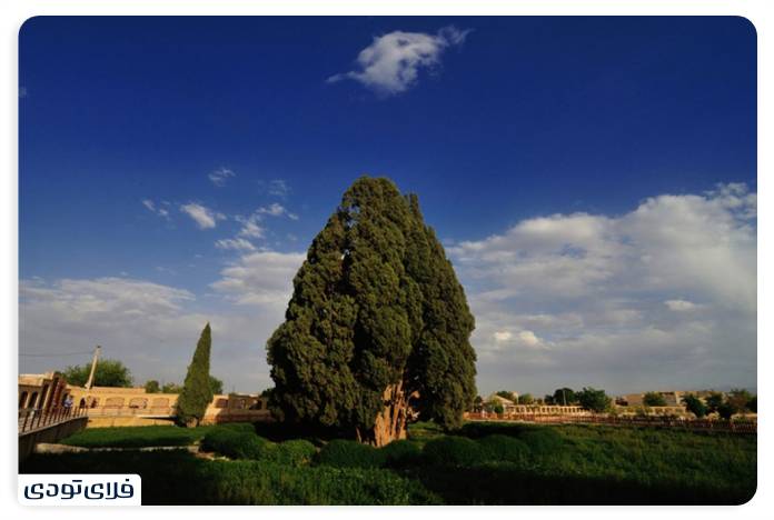 سرو ابرکوه یزد