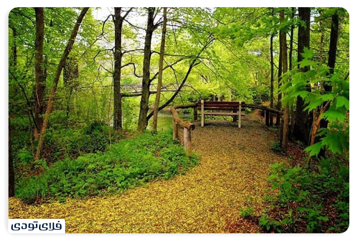 جنگل سیسنگان پوشش گیاهی و جانوری سیسنگان