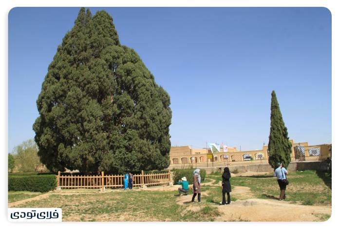 سرو ابرکوه