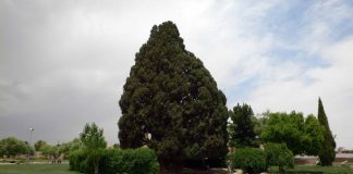 سرو ابرکوه یزد