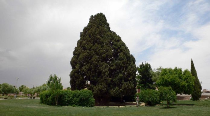 سرو ابرکوه یزد