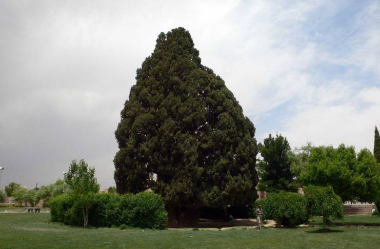 سرو ابرکوه یزد