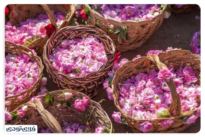 فرهنگ و آداب و رسوم مردم کاشان