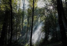 پارک جنگلی ناهارخوران گرگان