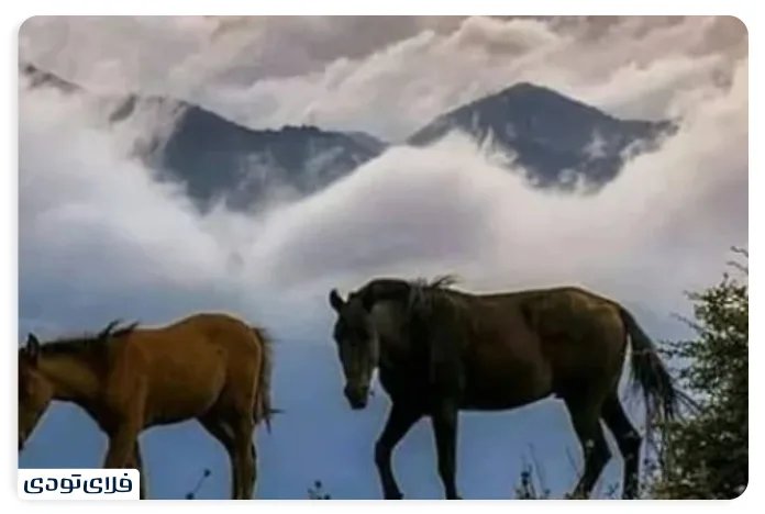 پوشش گیاهی و جانوری فیلبند