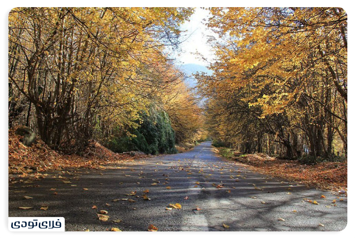 جاهای دیدنی بندرگز جنگل نرگسی بندرگز