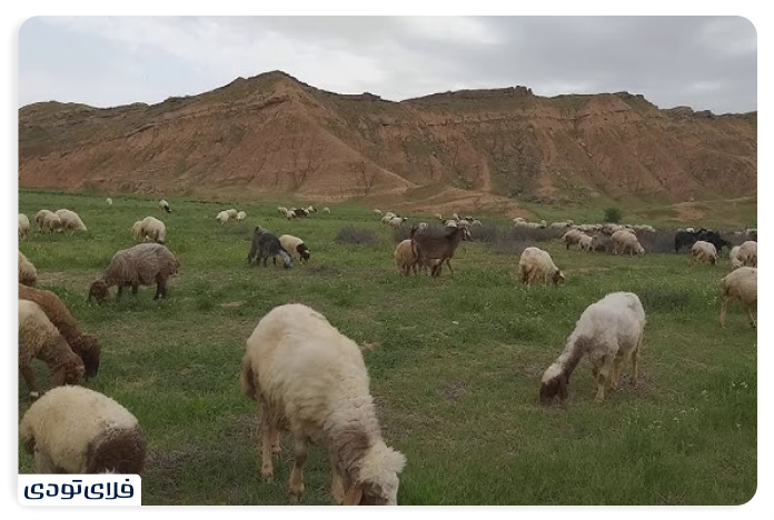 کوه دالپری