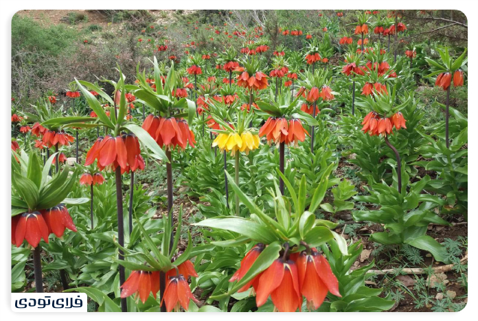 دشت لاله‌های واژگون رزستان