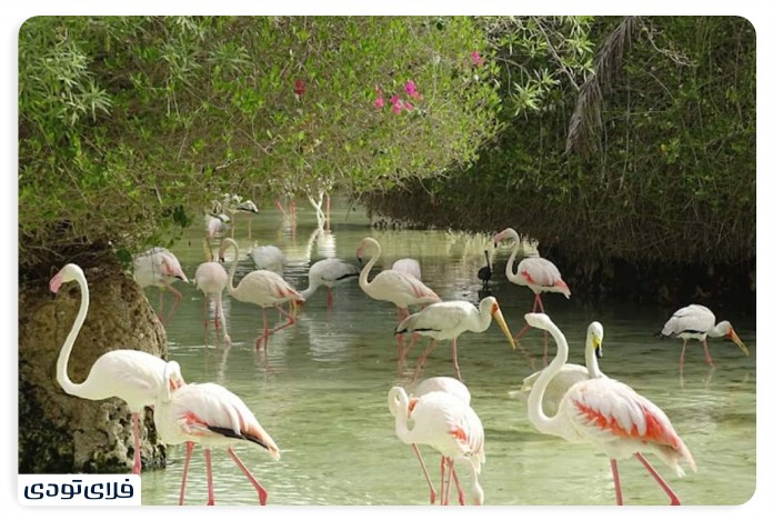 جاهای دیدنی کیش در پاییز