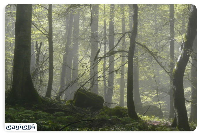 جنگل های هیرکانی بهترین زمان سفر به جنگل هیرکانی