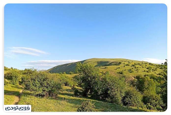 جنگل های هیرکانی جنگل الیمستان