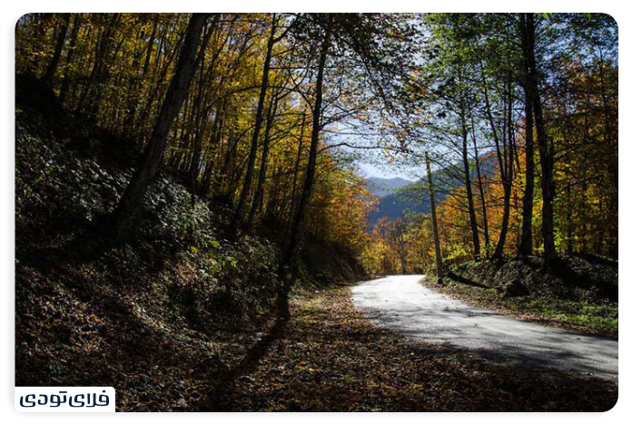 جنگل های هیرکانی جنگل واز نور