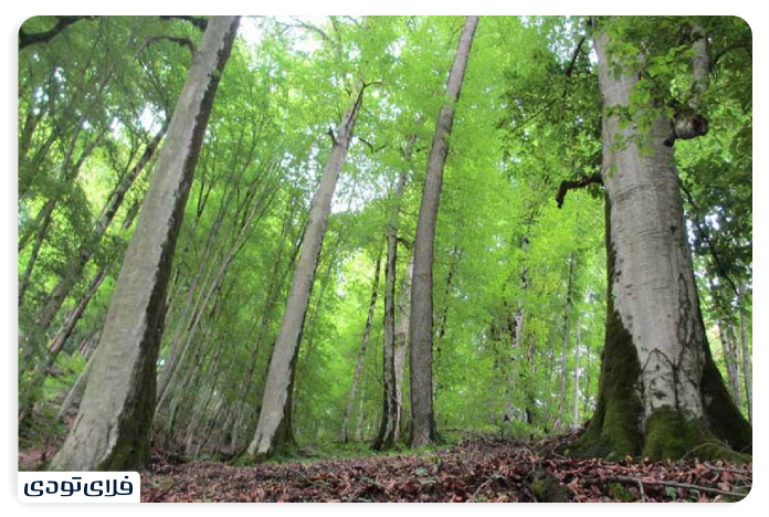 جنگل های هیرکانی جنگل چهارباغ چالوس